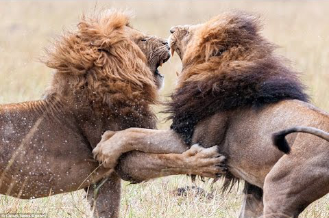 image lions